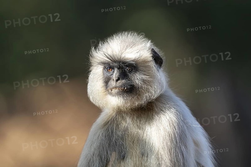 Northern plains gray langur (Semnopithecus entellus), Bandhavgarh National Park, Gohadi, Manpur, Madhya Pradesh, India
