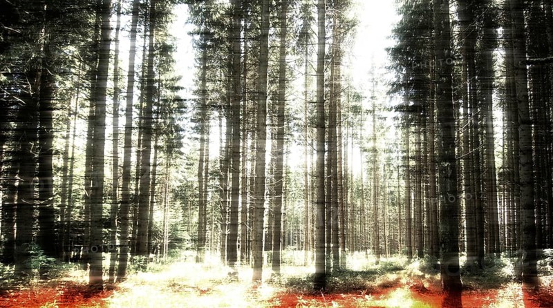 Sunlight filters through the dense canopy of towering trees in a forest, casting warm hues on the forest floor. A serene atmosphere invites exploration and reflection in nature's beauty