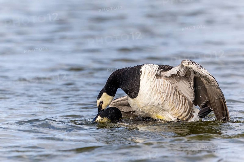 White-fronted Goose (Branta leucopsis), Geese (Anseriformes), Mating in the water, Aventdalen, Longyearbyen, Spitsbergen, Svalbard