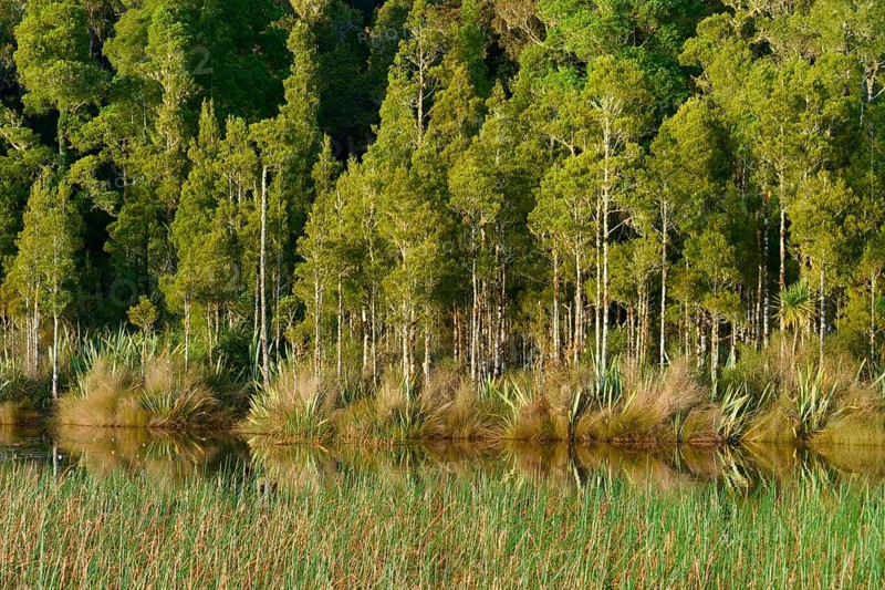 Dense green trees on the shore of a small lake with a clear reflection, Lake Mahinapua, Ruatapu, South Island, New Zealand
