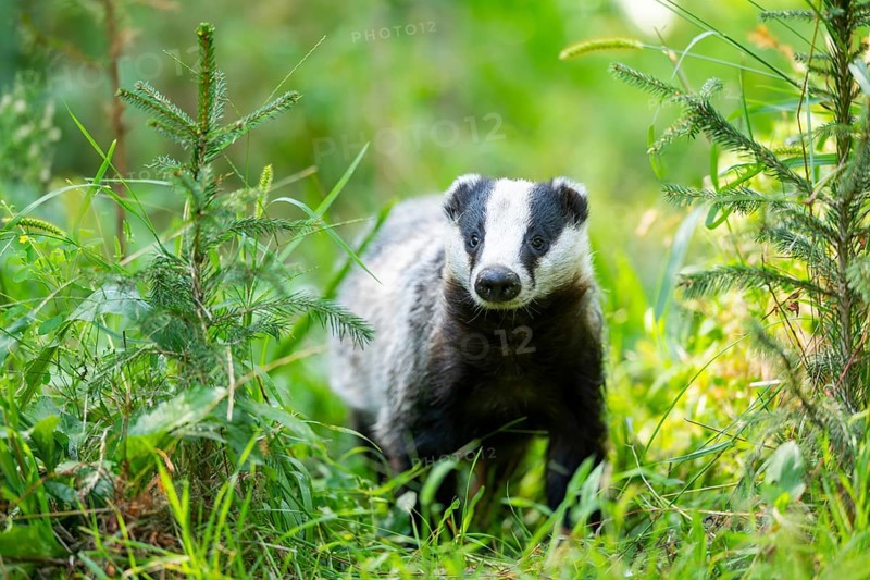 European badger (Meles meles) on a meadow, Hesse, Germany