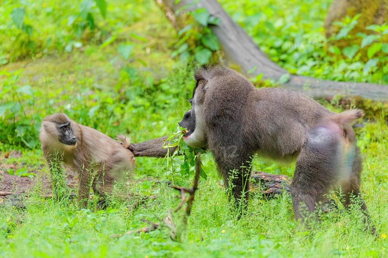 A male drill (Mandrillus leucophaeus) is standing in a meadow, eating something and holding a female with his right hand. Cameroon