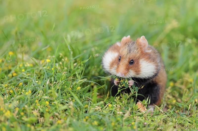 A European hamster (Cricetus cricetus) collects herbs, grass and daisies in a fresh green meadow