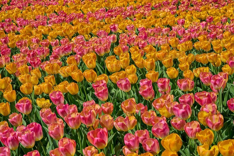 A wide field of flowers with colourful orange and pink tulips, Keukenhof, Lisse, province of South Holland, Netherlands