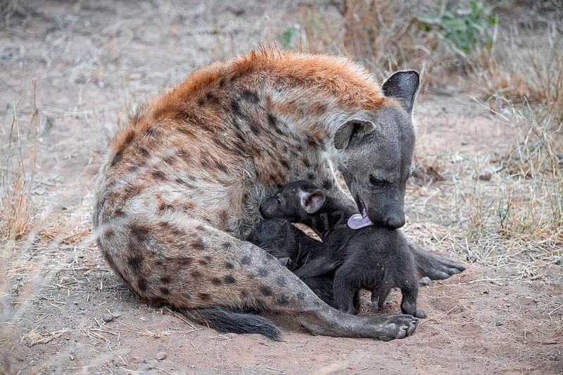 Spotted hyena (Crocuta crocuta), adult female licking young, lying down, Kruger National Park, South Africa