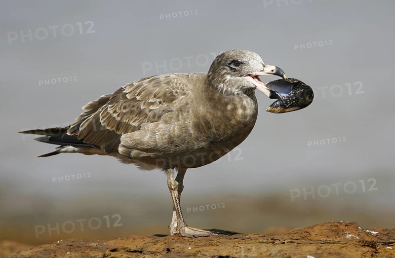Pacific Gull (Larus pacificus), Victoria, Australia