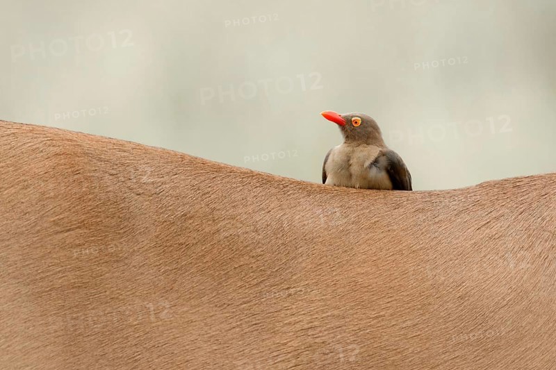 Roodsnavelossenpikker, Red-billed Oxpecker, Buphagus erythrorhyn