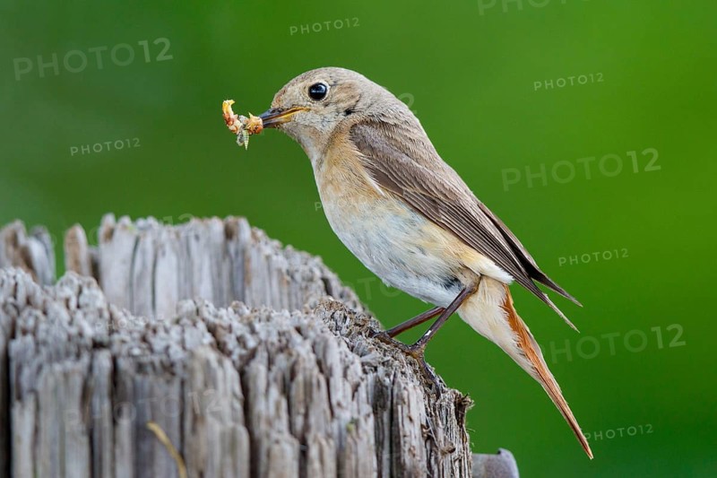 Common Redstart (Phoenicurus phoenicurus) female with feed in beak, North Rhine-Westphalia, Germany