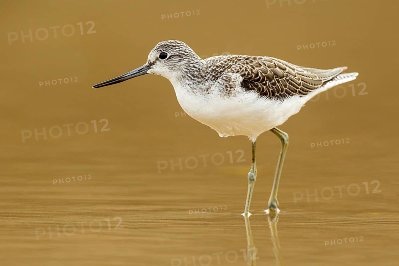 Common Greenshank (Tringa nebularia), Asturias, Spain
