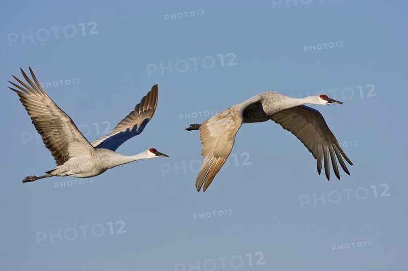 Sandhill Crane (Antigone canadensis), New Mexico, USA