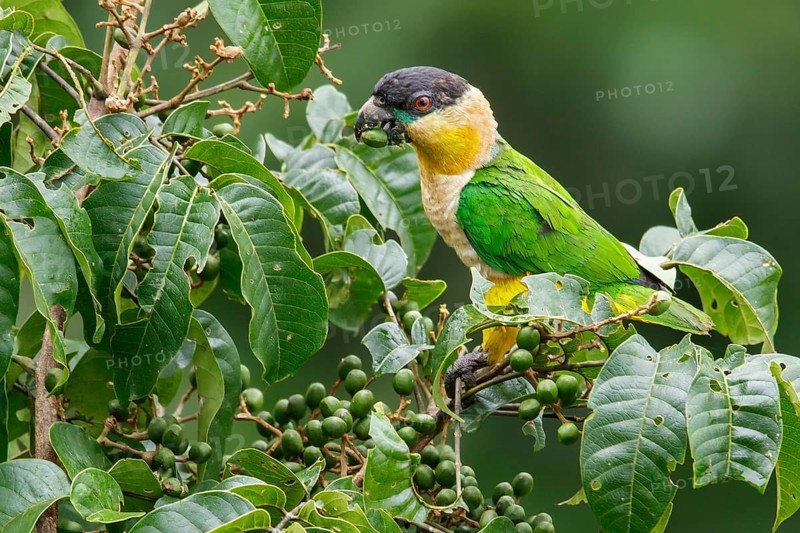 Black-headed Parrot (Pionites melanocephalus) perched on a branch in Ecuador