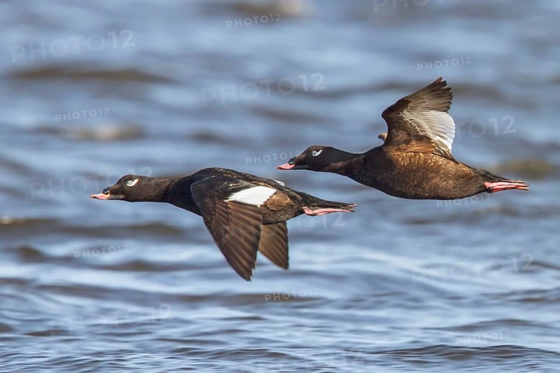 White-winged Scoter (Melanitta fusca) flying over the Hudson's Bay in Churchill, Manitoba Canada