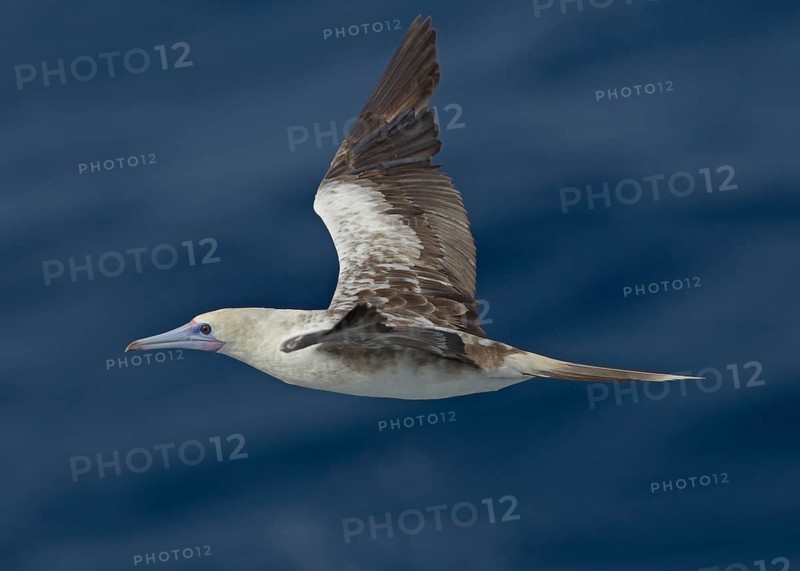 Red-footed Booby (Sula sula) flying, Northern Atlantic Ocean