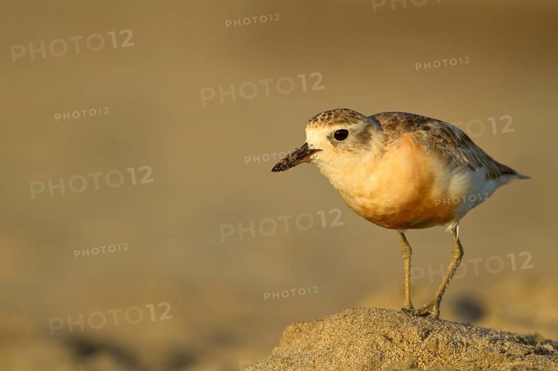 New Zealand Plover (Charadrius obscurus), Northland, North Island, New Zealand