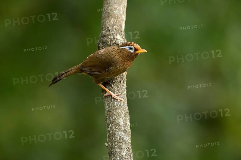 Chinese Hwamei (Garrulax canorus), Tokyo, Japan