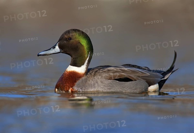 Hybrid: Northern Pintail x Mallard (Anas acuta x Anas platyrhynchos) male, British Columbia, Canada