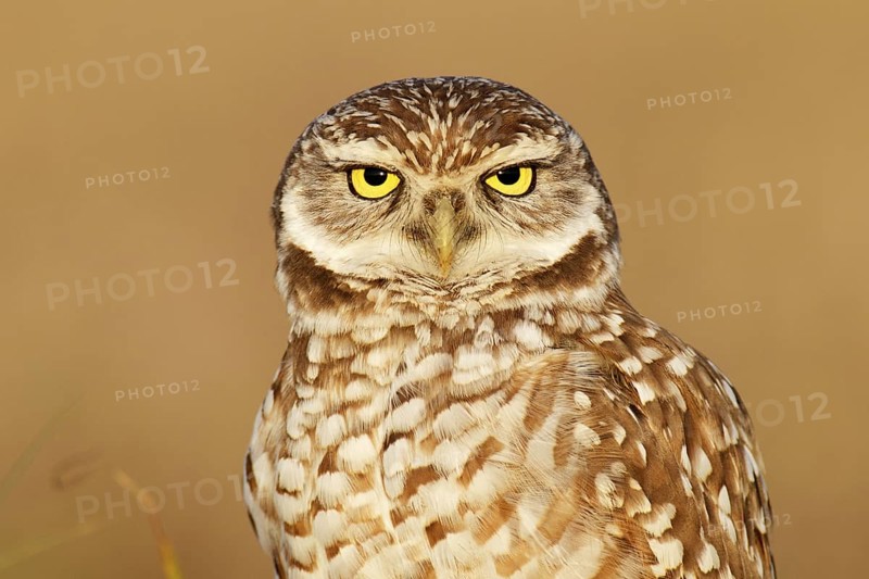 Burrowing Owl (Athene cunicularia), Florida, USA