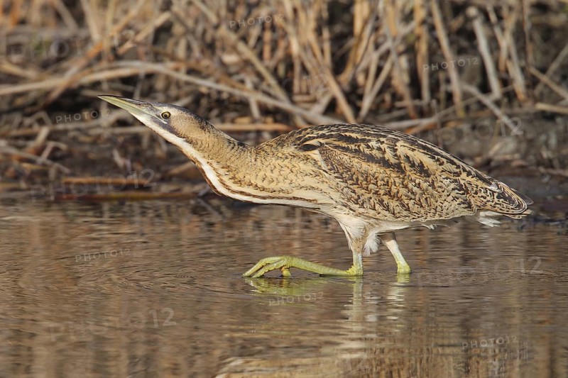 Eurasian Bittern (Botaurus stellaris) male, Vaud, Switzerland