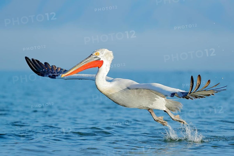 Dalmatian pelican, Pelecanus crispus, in Lake Kerkini, Greece. Palican with open wing, hunting animal. Wildlife scene from Europe nature. Bird on blue sky. Palican with long orange bill. Bird in fly