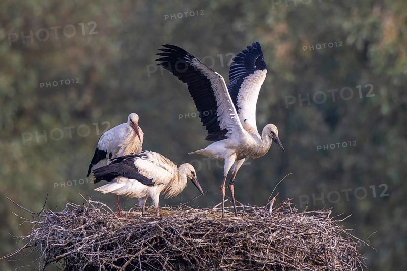 White Stork (Ciconia ciconia) adult with juveniles in nest, Netherlands
