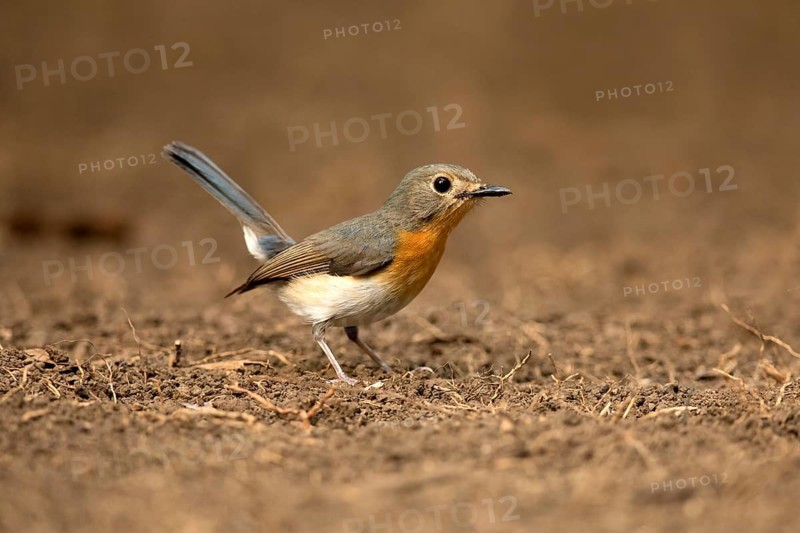 Tickell's Blue Flycatcher (Cyornis tickelliae) female on the ground, Bidoup National Park, Vietnam