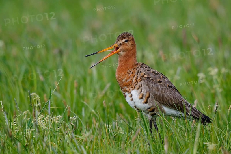 Black-tailed Godwit (Limosa limosa) calling, Netherlands