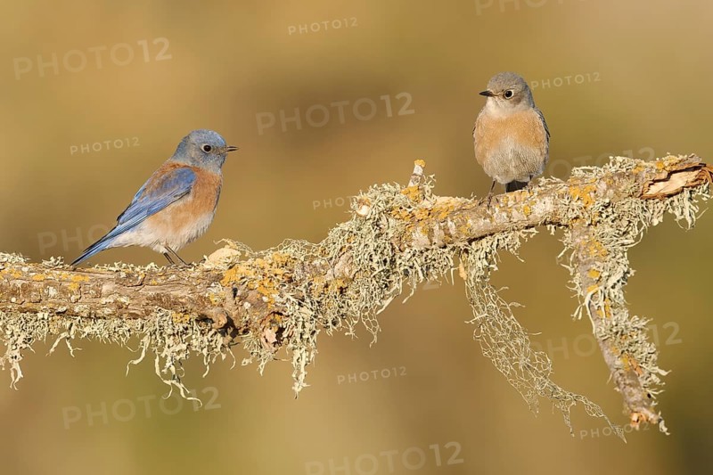 Western Bluebird (Sialia mexicana) pair, California, USA