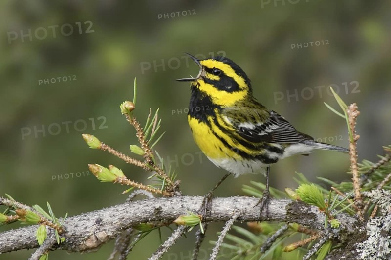 Townsend's Warbler (Setophaga townsendi) singing, Montana, USA