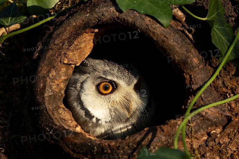 Southern White-faced Owl (Ptilopsis granti) captive, peering out of a tree hollow, Germany
