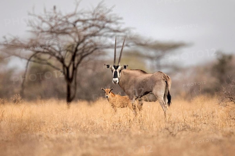 East African Oryx (Oryx beisa) female with young, Ethiopia