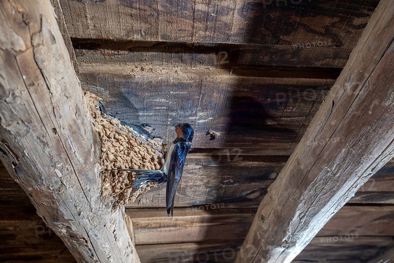 Barn Swallow (Hirundo rustica) at nest in a barn, Extremadura, Spain