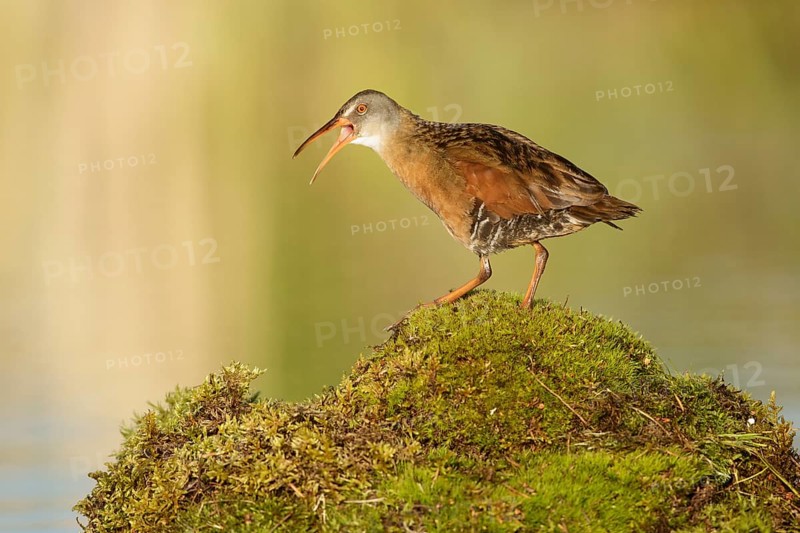 Virginia Rail (Rallus limicola) calling, British Columbia, Canada