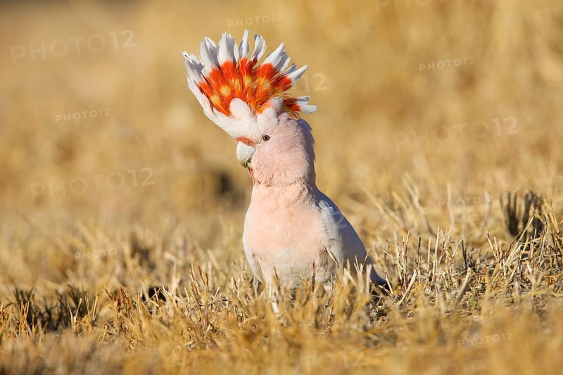 Major Mitchell's Cockatoo (Lophochroa leadbeateri) perched on the ground, Northern Territory, Australia