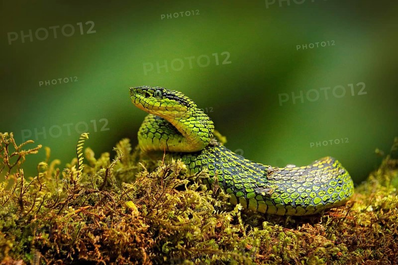 Talamancan Palm-Pitviper, Bothriechis nubestris, nature habitat. Rare new specie viper in tropical forest. Poison snake in the dark jungle. Detail of beautiful green snake from Costa Rica, in moss