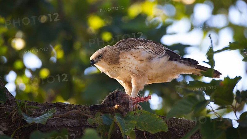 Changeable Hawk-Eagle (Nisaetus cirrhatus) feeding on a part of a prey, Bandhavgarh National Park, India
