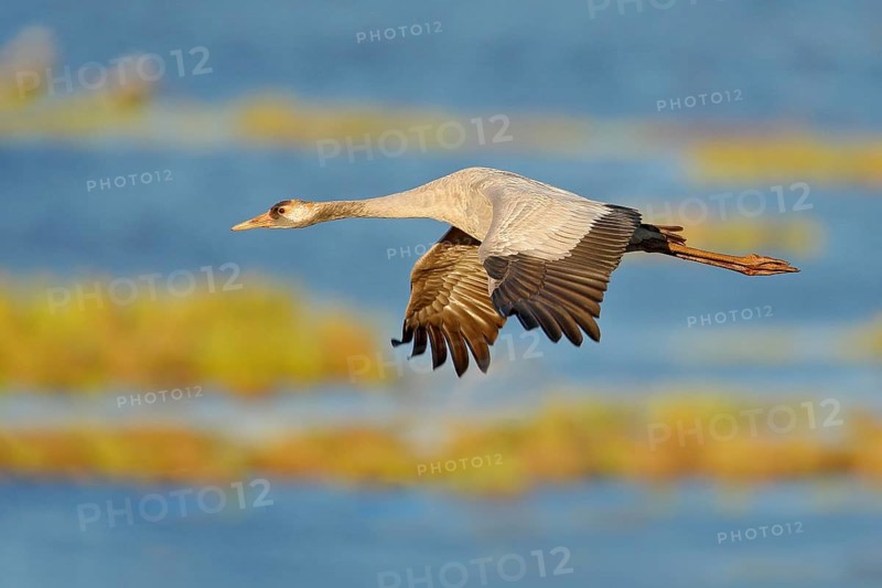 Common Crane, Grus grus, big bird in the nature habitat, Lake Hornborga, Sweden. Wildlife scene from Europe. Grey crane with long neck