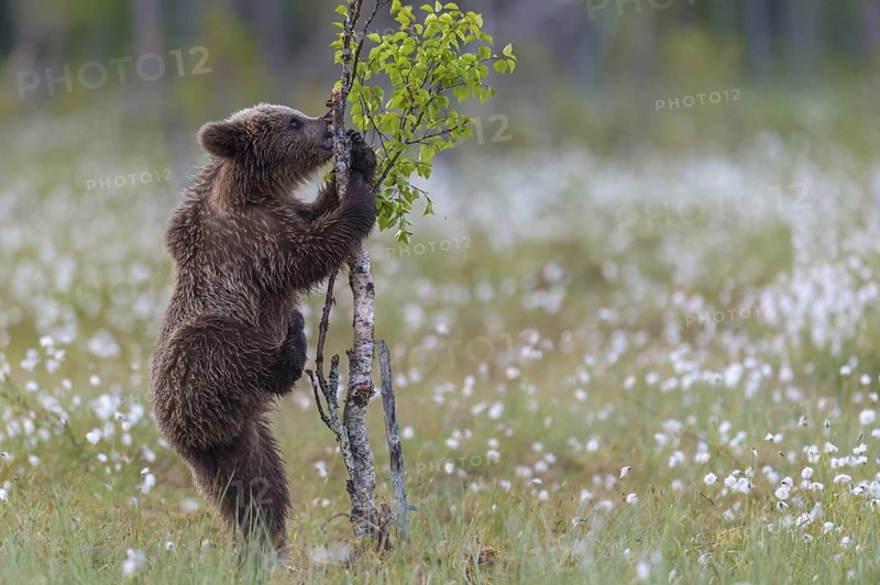 Eurasian Brown Bear (Ursus arctos) cub climbing on young tree in white cottongrass, Finland