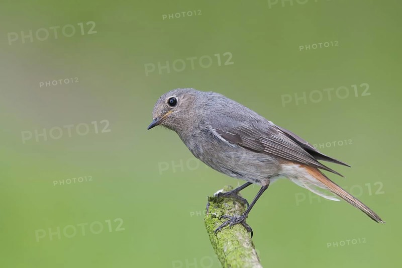 Black Redstart (Phoenicurus ochruros) female, Baden-Wuerttemberg, Germany