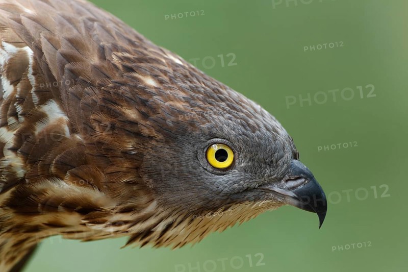 Wespenbussard; lat. Pernis apivorus; Kopfportrait eines Altvogels von der Seite; Kopf nach vorn gereckt