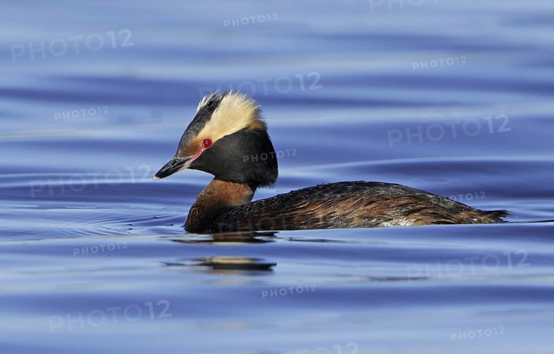 Horned Grebe (Podiceps auritus), Alberta, Canada