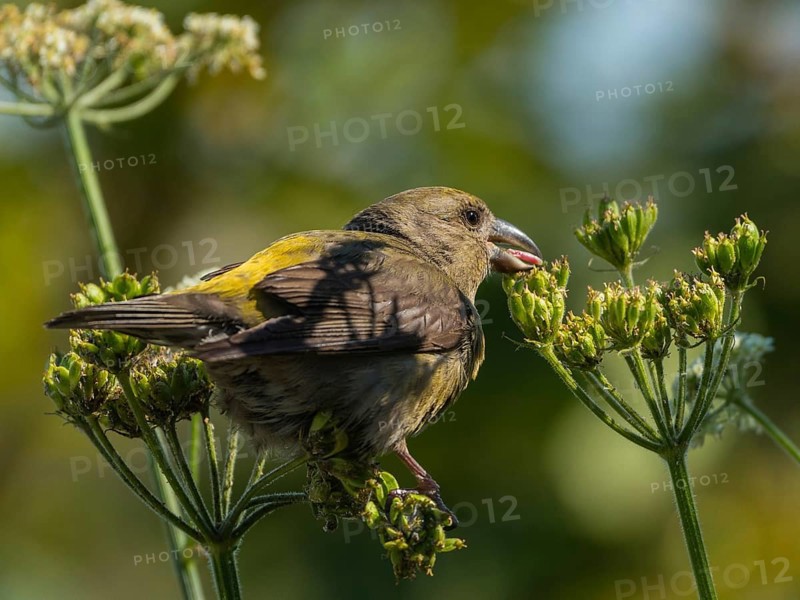 Red Crossbill (Loxia curvirostra) female, Schleswig-Holstein, Germany
