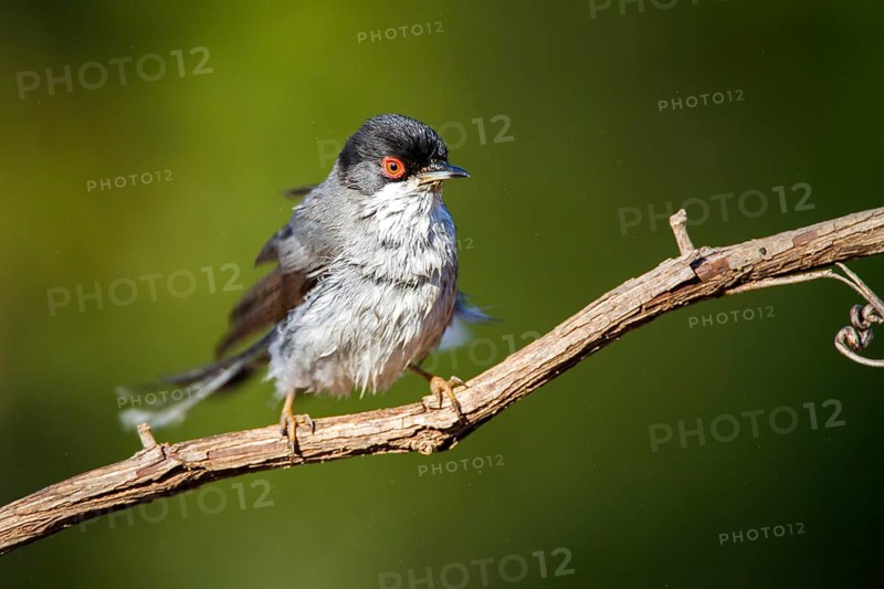 Sardinian Warbler (Sylvia melanocephala) male, Alicante, Spain