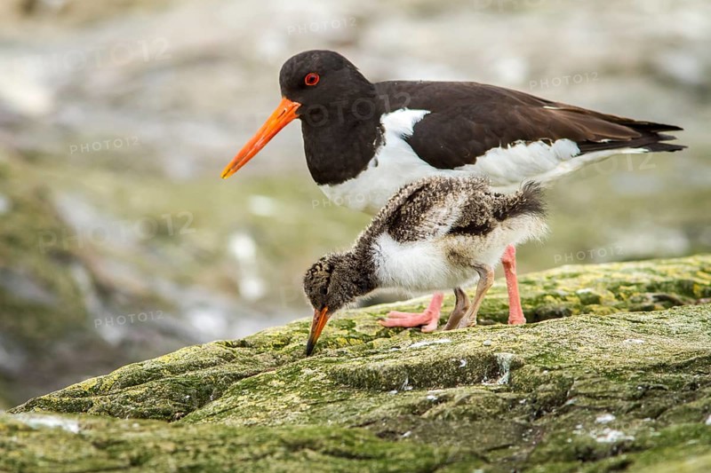 Eurasian Oystercatcher (Haematopus ostralegus) adult and chick, Farne Islands, United Kingdom