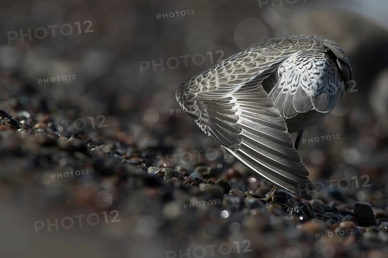 Red Knot (Calidris canutus) stretching, Mecklenburg-Western Pomerania, Germany