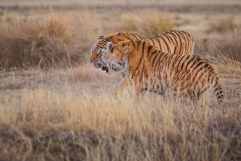 Bengal Tiger (Panthera tigris) two females fighting, captive, Philippolis, South Africa