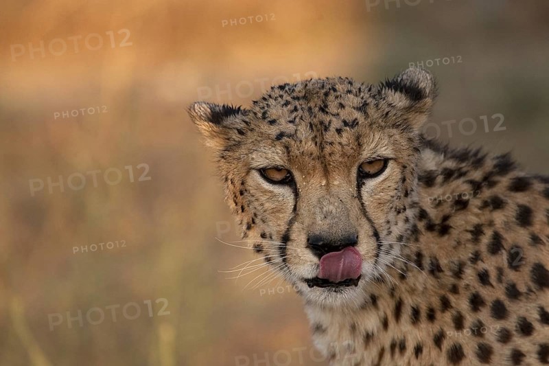 Cheetah (Acinonyx jubatus) captive, male with wet coat and raindrops in face, Castile-La Mancha, Spain