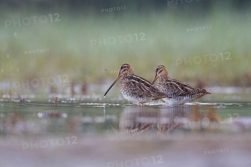 Common Snipe (Gallinago gallinago) foraging, North Rhine-Westphalia, Germany