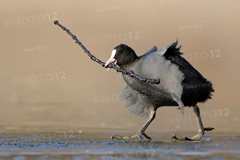 Eurasian Coot (Fulica atra) with nesting material in beak, North Rhine-Westphalia, Germany