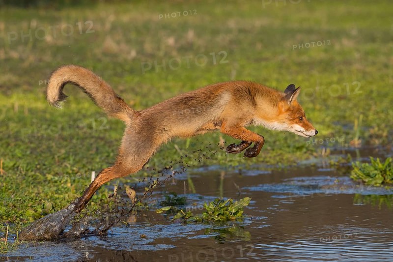 Red Fox (Vulpes vulpes) jumping and hunting in pond, Netherlands