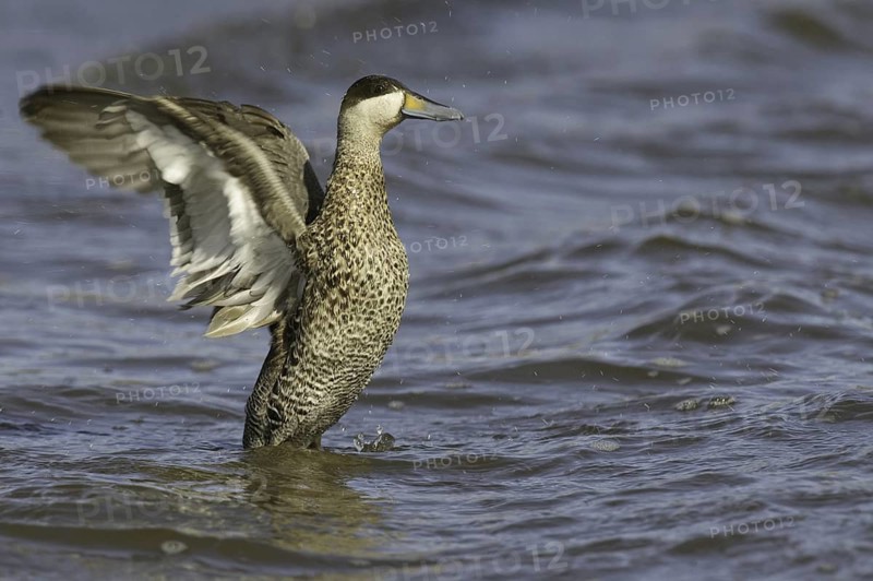 Silver Teal (Spatula versicolor), Falkland Islands